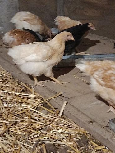 yumurtlayan heyvanlar: Toyuq, Yumurtalıq — 2