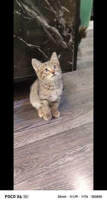 bala ordək: Tabbi, Yaxşı əllərə — 6