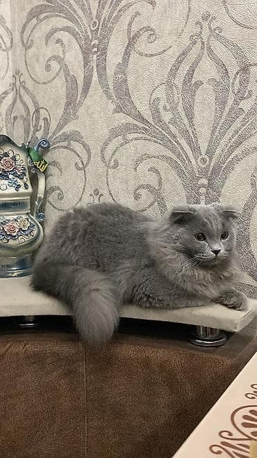 sinsila pisik: Şotland uzun tüklü, Erkək, Yaxşı əllərə, Ünvandan götürmə — 4