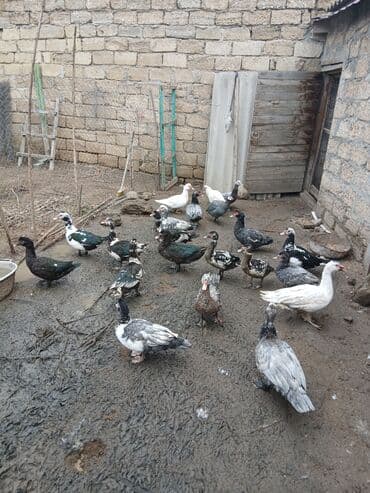 ördək neçə günə bala çıxardır: Erkək, | Lal ördək, Damazlıq, Ünvandan götürmə, Ödənişli çatdırılma — 2