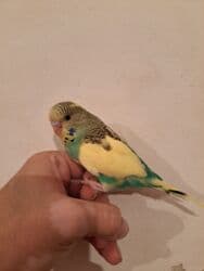 hələb kecilərin qiyməti: Çex balalar satilir Ümumi 4 ədəd var. Ədədi 30 azn. Yeni yeme — 3