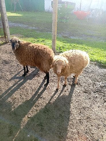 Quzu: Qoyunlar – 2 baş 1 i erkək 1 i dişidir 7.8 aylıq quzulardı Bordaqda — 2