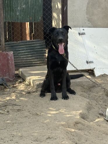 pitbull tap az: Немецкая овчарка, 9 месяцев, Самец, С прививками — 3