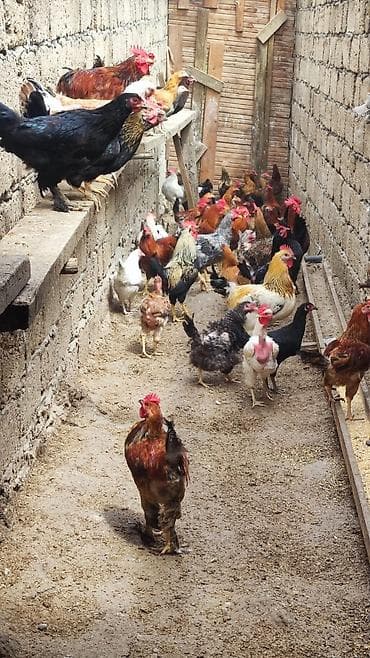 xoru: Gordunuz toyuglar hamsi cavan fereler xorzdar 8 aylig di kesede — 2