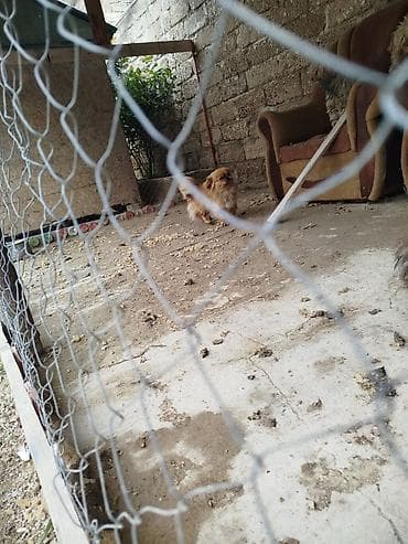 qurd basar iti: Pekines — 5