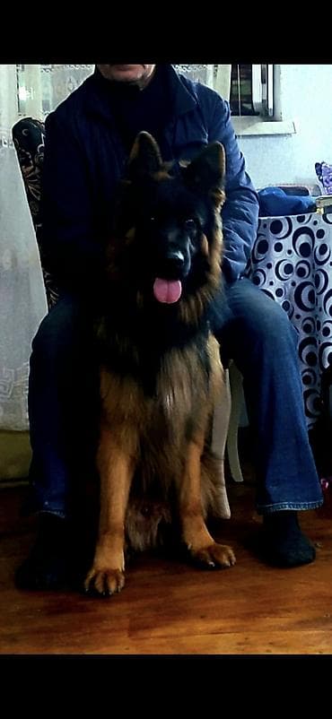 Alman çoban iti, Erkek