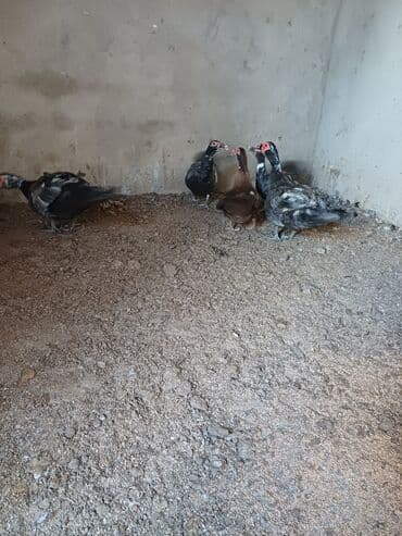 ağ ördək: Erkək, | Macar, Damazlıq, Ünvandan götürmə — 4