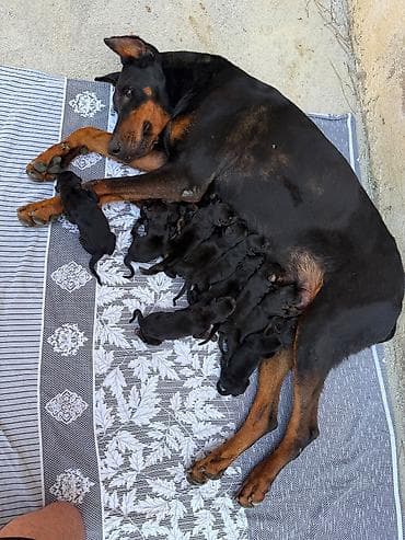 heyvan bazari: Doberman, 1 ay, Peyvəndli — 4