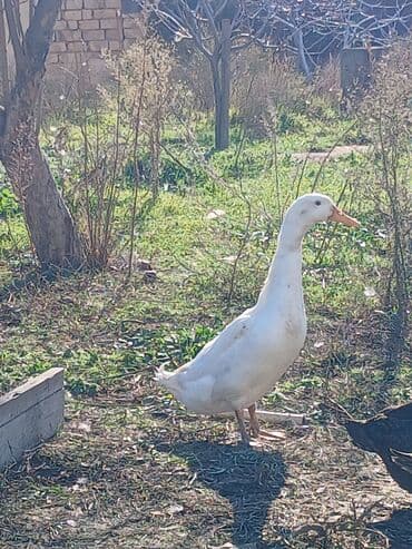 Lincoln: Pinqivin ördeklər Satılır ölkemizde cox az sayda nadir hallarda — 5