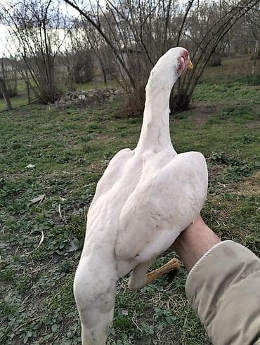 Atlar: Toyuq cücələri, Damazlıq — 2