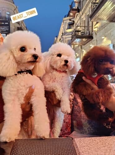 toy budel: Pudel, 3 ay, Erkek, Peyvəndli, Ünvandan götürmə — 8