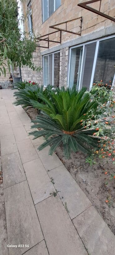 Lincoln: Sekas palmaları satılır . Həmişəyaşıldır . Mərdəkanda həyətimdədir . 3 — 2