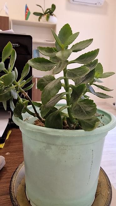 Otaq və həyər, iş yerində Çox əlverişlidir. su Çox sevmir. havanın