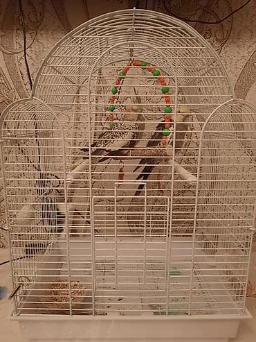 Digər heyvanlar: Məhsul: Nimfa (Cockatiel) cütü və qəfəs dəsti qefesle bir yerde — 3