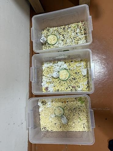 xamyak nedir: Cırtdan hamsterlər – damazlıqdan - Növ: cırtdan (dwarf) hamsterlər - — 1