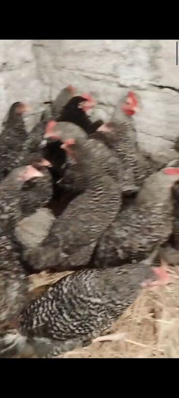 Kabrolar: Xarkovlar 140 günlük, Maştağa Əsl damazlıq 1 günlük hər növ cücə — 2