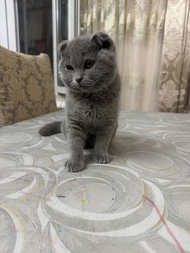 qold pişik: Şotland, Dişi, Yaxşı əllərə — 9