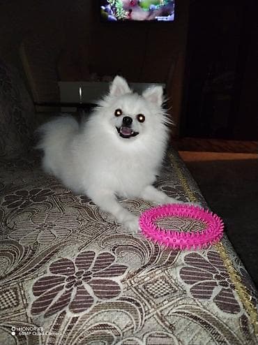 itler tap az: Şpitz, 3 il, Dişi, Peyvəndli, Ünvandan götürmə — 2