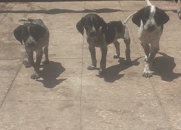 it şəkilləri: 3 месяца, Самка, С прививками, Самовывоз, Платная доставка, Доставка в районы — 3