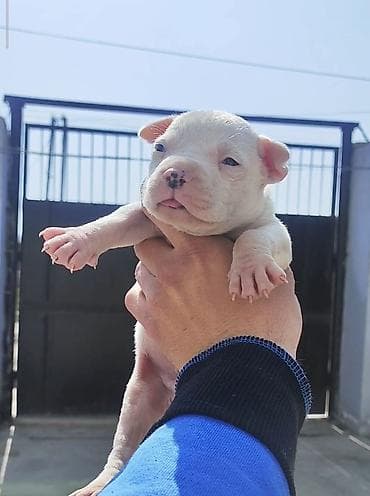 Pitbul, 1 ay, Erkek, Peyvəndli, Pulsuz çatdırılma