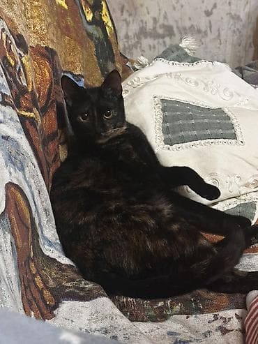 pişik adları qız: Dişi, Yaxşı əllərə — 3