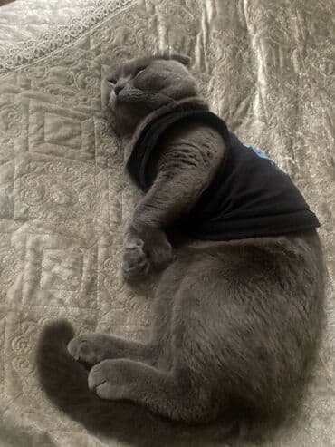 xamyak evi: Sahiblendirilir yeni doğulmuş körpe olduguna göre heyete buraxılıb — 4