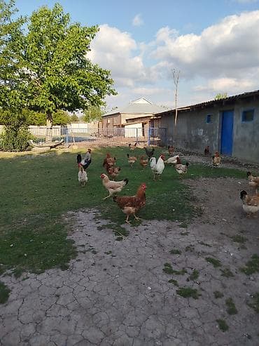 cuce ve xoruz: Kənd toyuqları satılır. 11 ədəddir, 10 fərə 1 xoruz, təbbi şəraitdə — 4
