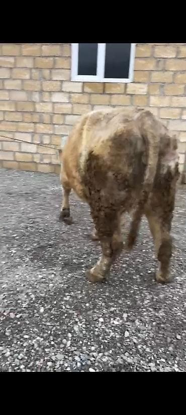 Yemlər: Salam aleykum əziz dosdlar bele bir gözel dogmamiş dügemiz çıxdı — 3