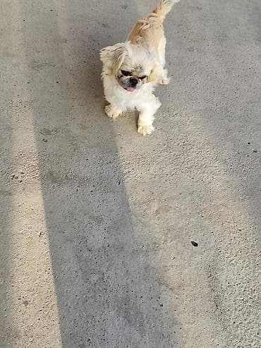 itlerin satisi 2017: Pekines, Ünvandan götürmə — 3