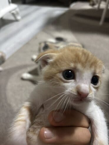 Daraq panellər: Yaxşı əllərə — 7