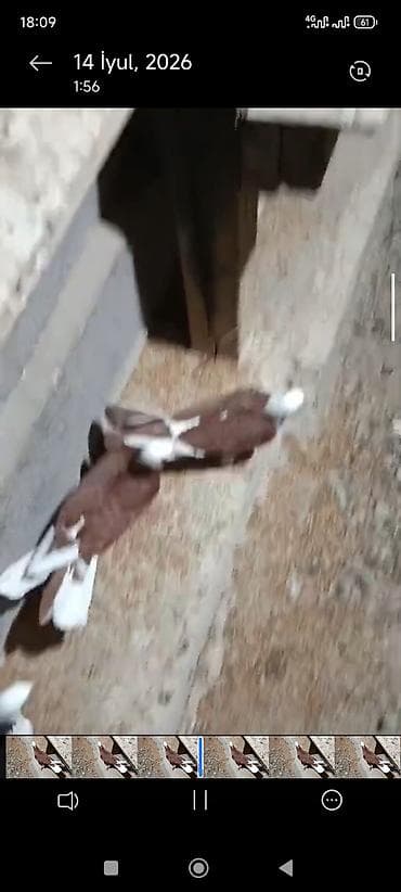 ucuz quslar: Hazır cutduler bala alinib .cütü 80;manat video var ireal aliciya — 3
