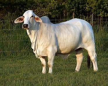 Коровы, быки: Brahman cinsi iri buynuzlu heyvanlar - İstiqamət: ət və damazlıq - — 5