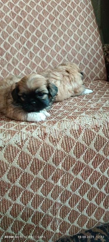 gence pisik: Pekines, 2 ay, Dişi — 2