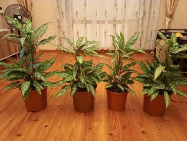 1 ədəd qızılgül: Aglaonema (Çin həmişəyaşıl) otaq bitkisi - Növ: Aglaonema, iri — 7