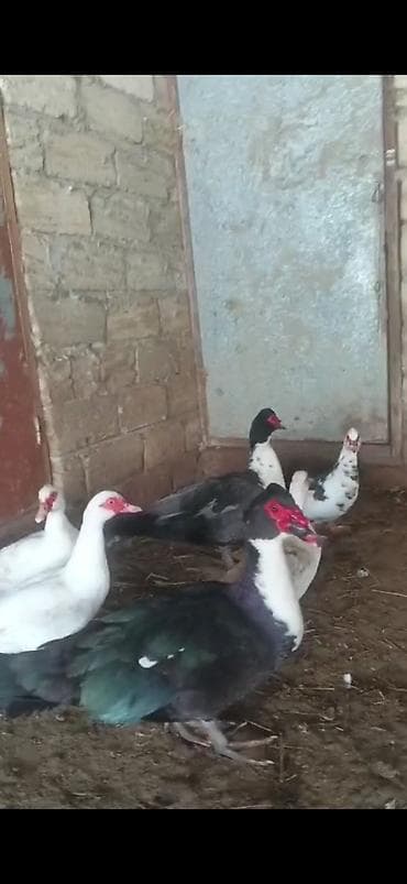 Qiymət fərələrə AYİDİR xoruzların qiyməti başqadır 5 FƏRƏ 2 XORUZ