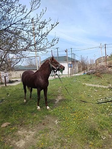 mal inək: Erkək, Qarabag, il: 5, Ünvandan götürmə — 4