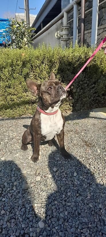 heyvan bazarı: Dişi Fransız Bulldoqa erkək axtarıram cütləşmə üçün. Təcilidi. Kimdə — 3