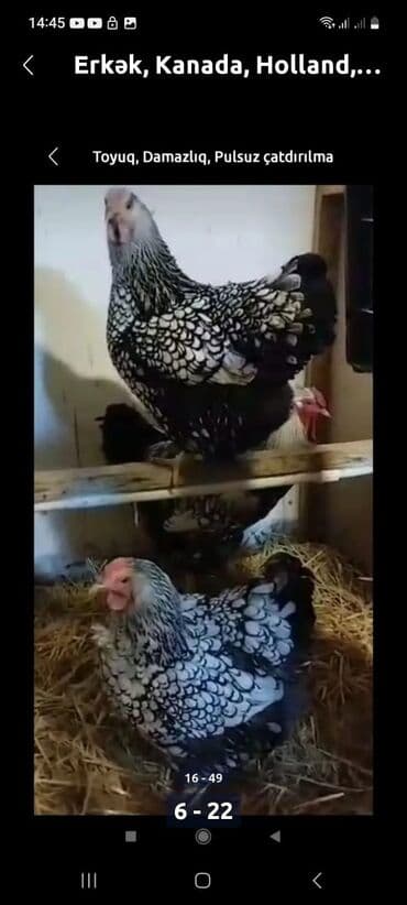 Inəklər, öküzlər: Toyuq, Damazlıq, Ödənişli çatdırılma — 6