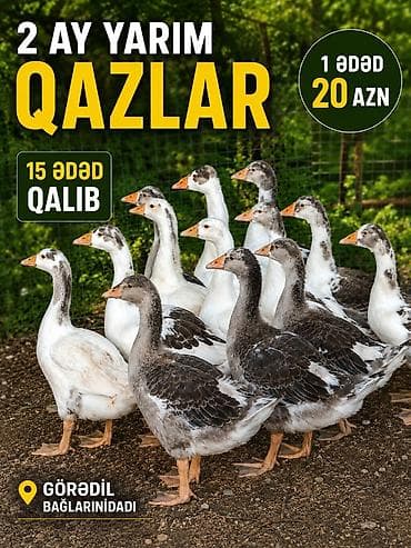 теке: Satılır: 2 ay yarımlıq qazlar - Yaş: 2 ay yarım - Qidalanma: təbii — 2