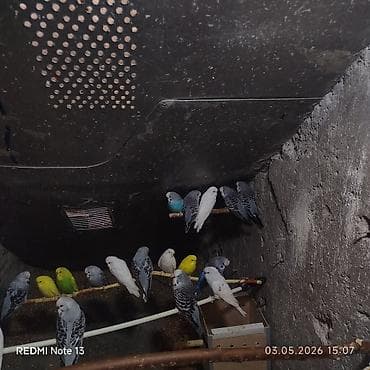 tutuquşu çex: 4 aylıq çex balalarıdır — 4
