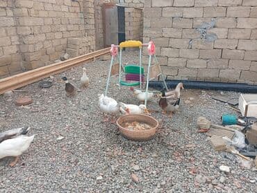 ördək haqqında məlumat: Ördəklər sağlamdır super kök ördəklərdi — 3