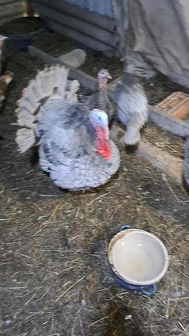 kənd cücəsi: Erkək, Damazlıq — 9