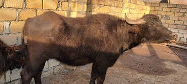 Куры: Самка, лет: 2, Для разведения — 2