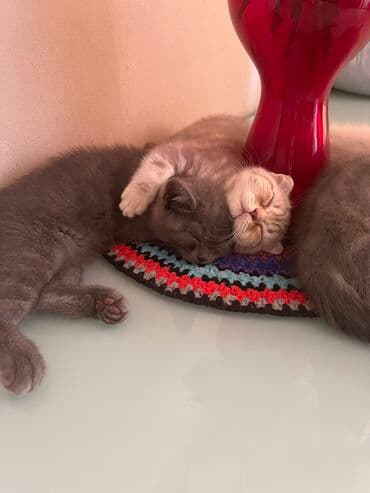 шотландская вислоухая кошка цена в баку: Şotland yastı qulaq, Erkək, Dişi, Ünvandan götürmə — 3