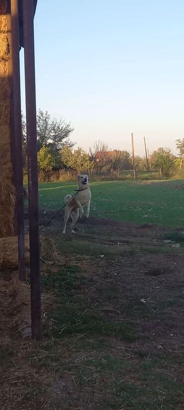 qurbanliq qoyun qiymetleri 2023: Peyvəndli — 6