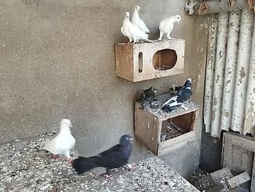 zil pcok: 13 dənədi tərgitmə quşlardi — 1
