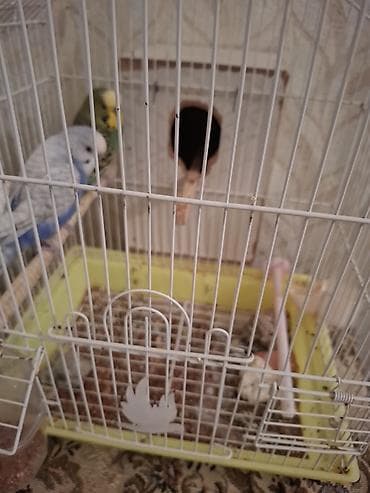 Digər heyvanlar: Dalmatin papuqayları üçün qəfəs və aksesuar dəsti sondu yumurtayan yol — 1