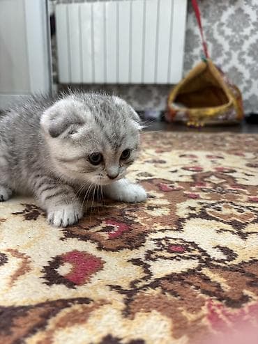 xasqi balalari: Şinşilla, Erkək, Dişi — 2