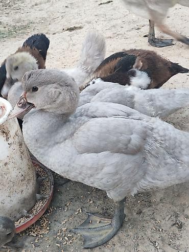 it bala: Savlam ballardi etlik lavanda barter yoxdur !!!! Real alicilar — 1