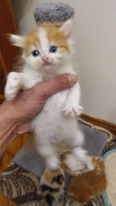 akvarium 120 cm: Erkək, Yaxşı əllərə, Ünvandan götürmə — 1